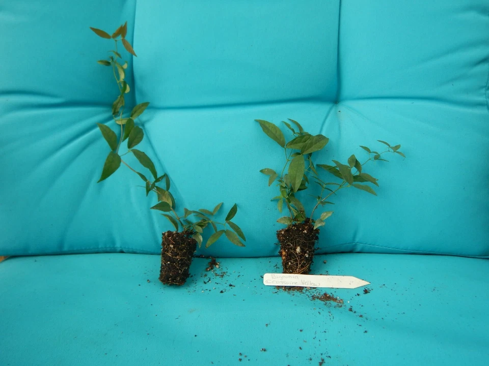 Yellow Crossvine Rooted Starter Plant, Bignonia capreolata Ornamental Vine