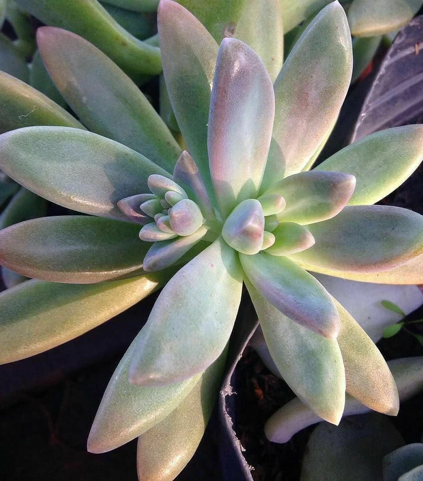 Pachyveria Blue Pearl Succulent – 3 Unrooted Cuttings – 2.5 Inch Rosette Starter