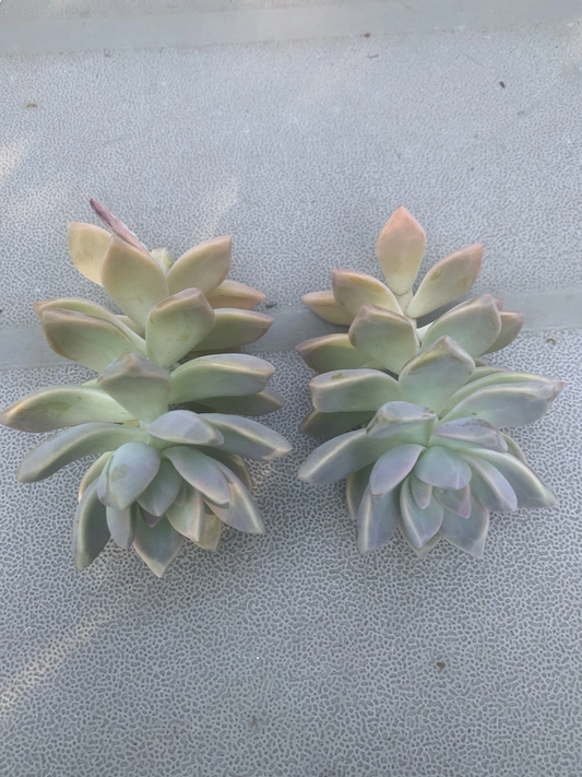 Ghost Plant Succulent Cuttings – 2 Live Graptopetalum Paraguayense Cuttings for Propagation