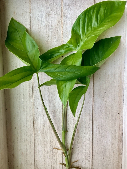 15 Rooted Arrowhead Vine Cuttings – Syngonium Podophyllum Starter Plants, Live Houseplant Set Ready to Grow