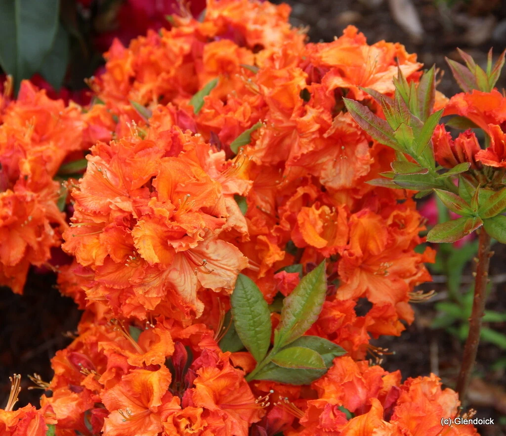 Gibraltar Azalea Starter Plant for Planting – Well Rooted Rhododendron Shrub, Deciduous Azalea (May Be Dormant)
