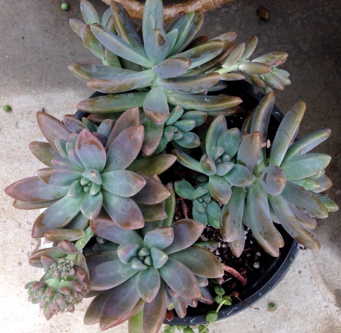 Pachyveria Blue Pearl Succulent – 3 Unrooted Cuttings – 2.5 Inch Rosette Starter