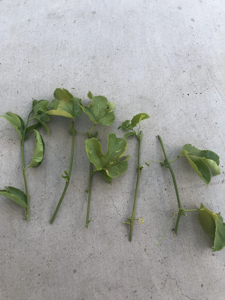 Passion Fruit Vine Cuttings for Planting – 5 Unrooted Passiflora edulis Stems, Tropical Climbing Plant