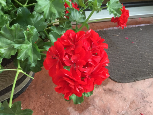 Geranium ‘Mountie Red’ Cuttings – 6 Live Pelargonium Sport Stems for Rooting – Vibrant Red Blooms