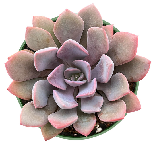 Graptoveria ‘Debbi’ – Live Pink Succulent Plant Fully Rooted in 4 Inch Pot – Rosette Form Ready to Grow