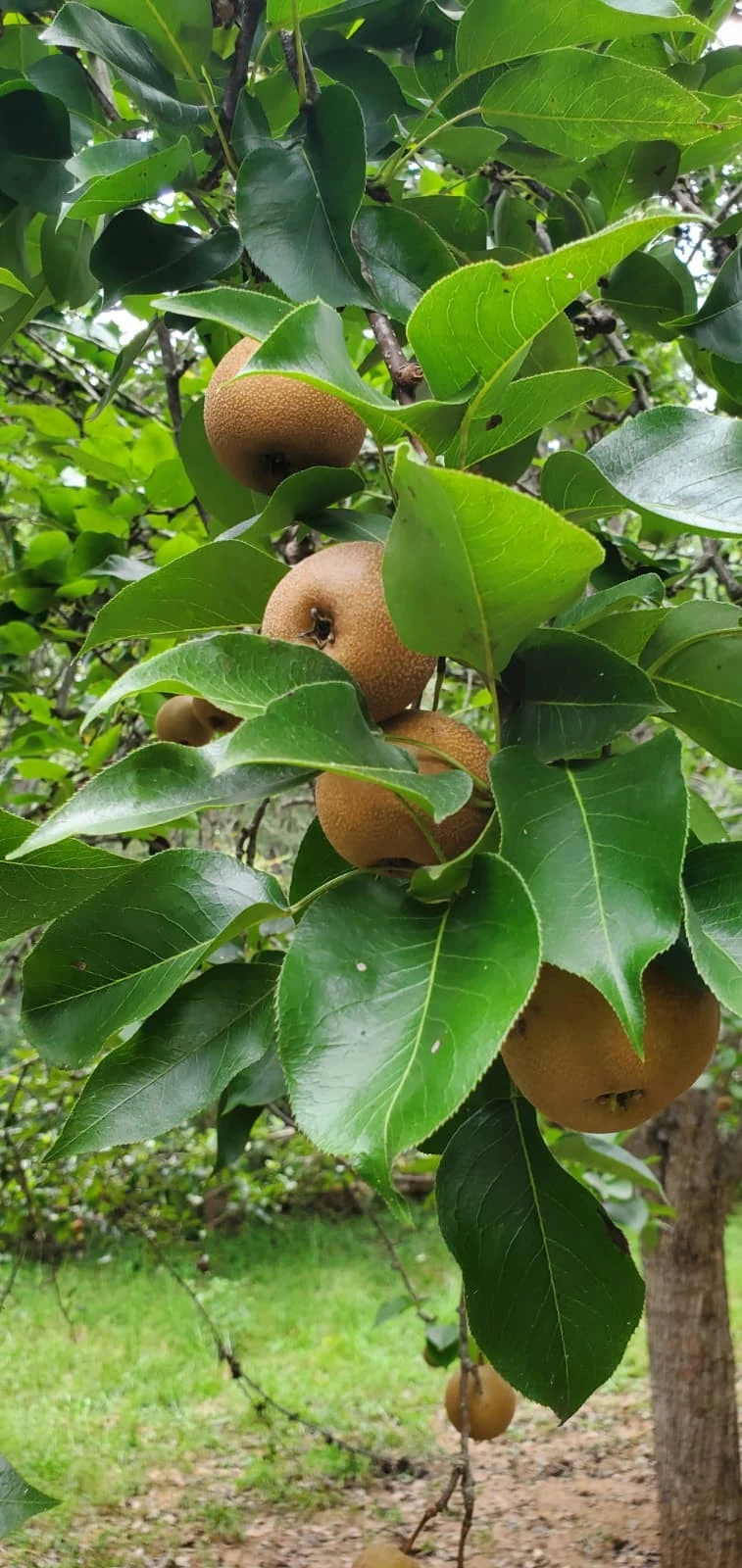 Asian Round Pear Tree Cuttings – 10 Unrooted Fruit Tree Cuttings, Pyrus pyrifolia, For Rooting Grafting Propagation