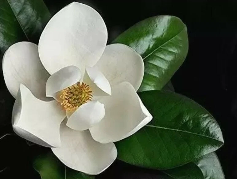 Southern Magnolia grandiflora – 8 Fresh Tree Cuttings for Rooting or Grafting – Evergreen Garden Tree Starter Material