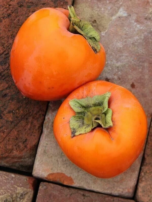 Hachiya Persimmon Tree Cuttings for Planting – 4 Unrooted Stems 6–8 Inch, Diospyros Kaki