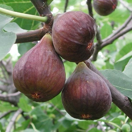 Fig Tree Cutting Live Plant for Planting – 10 Inch Unrooted Ficus carica Fruit Tree Cutting