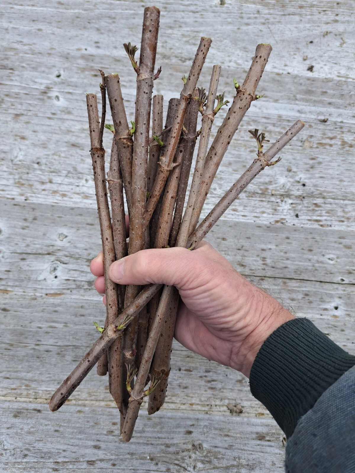 American Elderberry Cuttings for Planting – 100 Unrooted Sambucus canadensis Shrub Stems