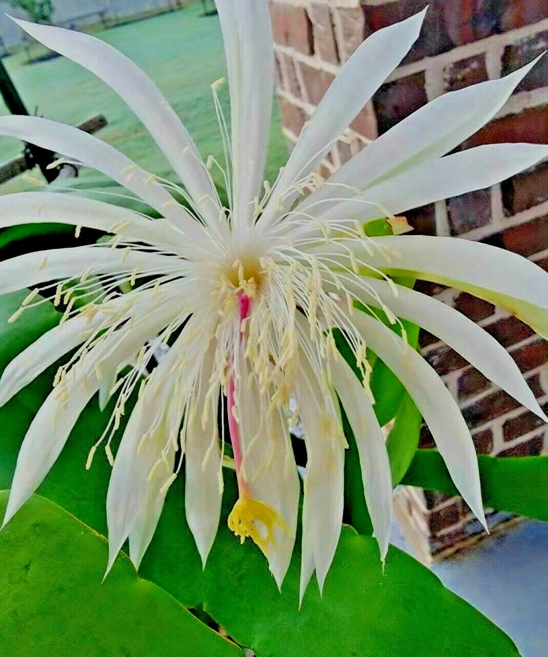 Night Blooming Cereus Cuttings – 6 Unrooted White Bloom Cactus Stems, 10–12 Inches for Propagation
