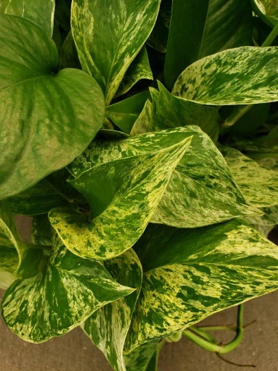 Marble Queen Pothos Vine Houseplant – Variegated Epipremnum Aureum Indoor Plant for Low Light Spaces