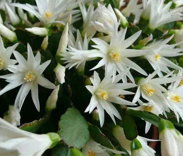 White Easter Cactus – Rooted Rhipsalidopsis (Hatiora) Spring Sunrise Plant, Live Blooming Cactus for Indoor Pots & Hanging Displays