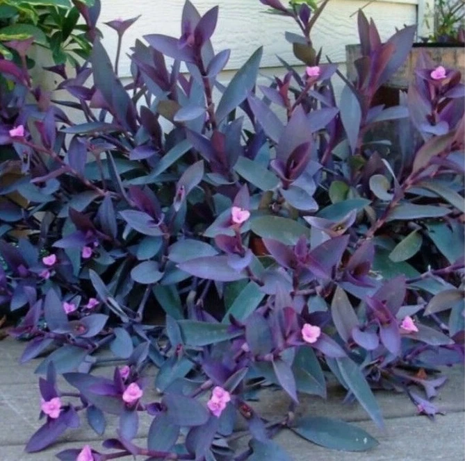 Tradescantia ‘Purple Heart’ Cuttings – Tradescantia pallida Houseplant, 10 Unrooted Live Cuttings