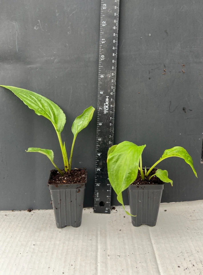 White Bat Flower Starter Plant – Tacca integrifolia Small Rooted Live Plant, Exotic Tropical Black Lily