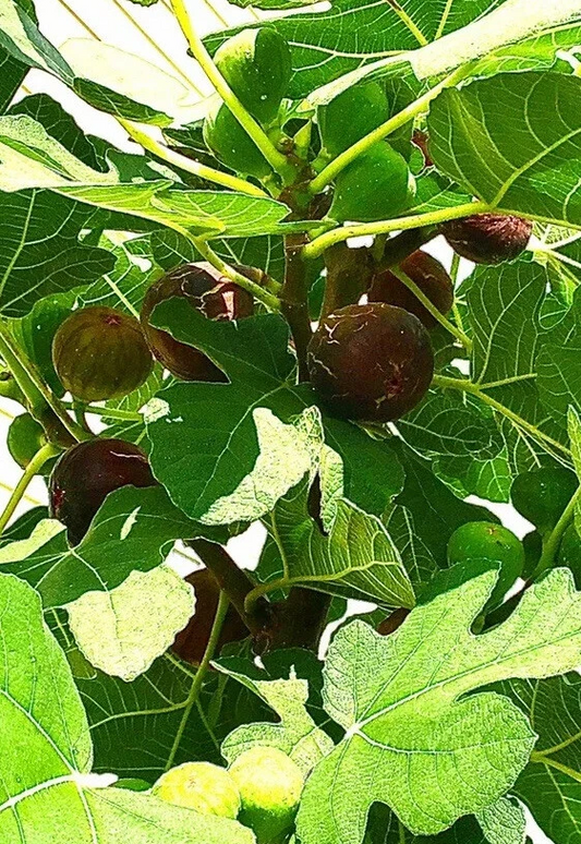 Hardy Chicago Fig Tree Cuttings – 3 Organic Unrooted Cuttings, Ficus carica Cold Hardy Fig for Propagation
