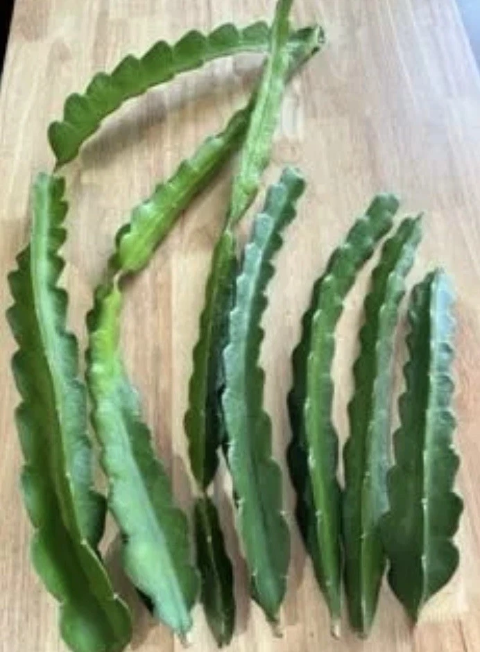 Florida Yellow Dragon Fruit Cuttings Large Size Self Pollinating Pitaya Vine Unrooted Starter Plant