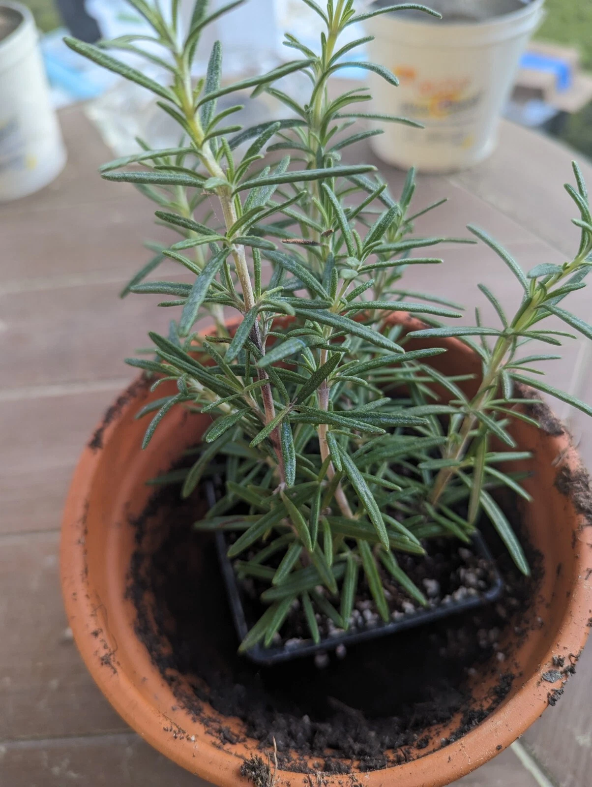 Rosemary Cuttings Live Plants – Salvia rosmarinus, 2 Rooted Bare Root Cuttings 5–8 Inches Long