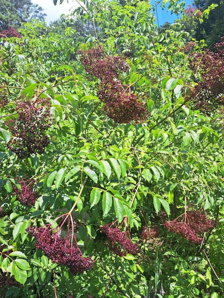 American Elderberry Live Plants – 3 Rooted Elderberry Plants for Planting, Sambucus Canadensis