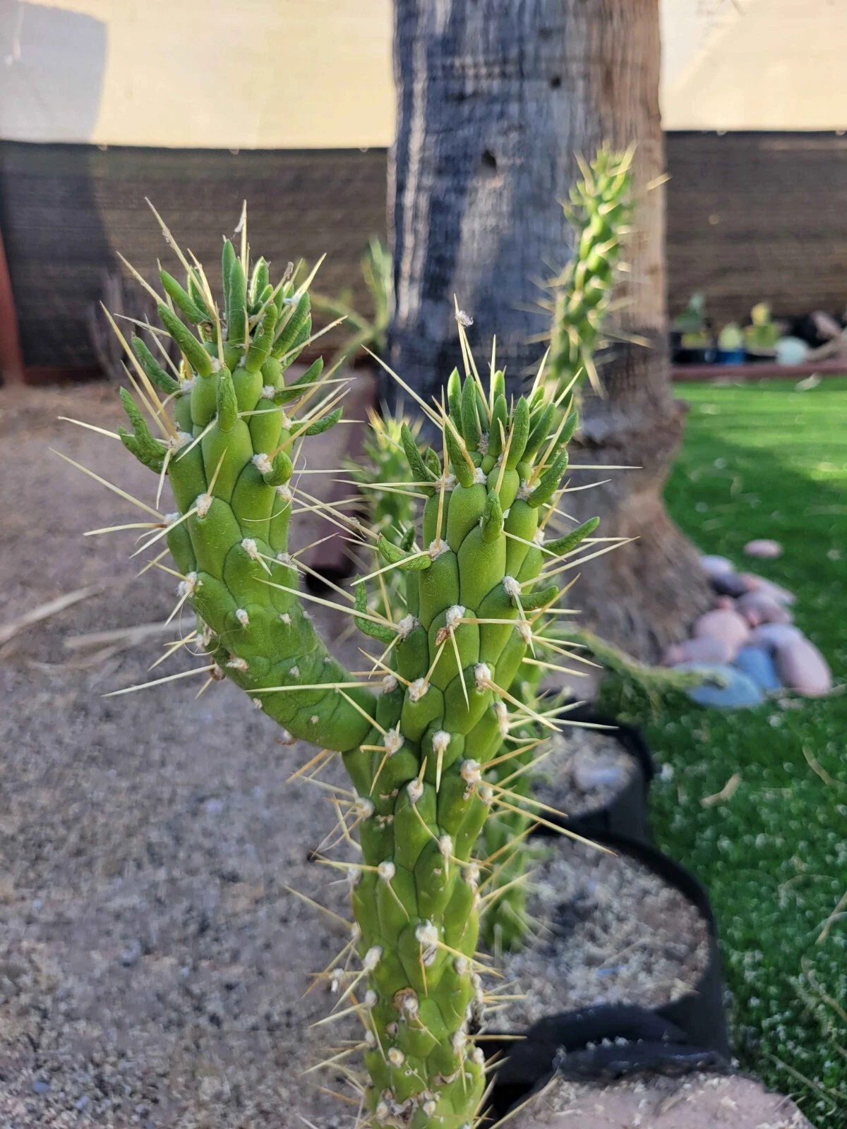 Austrocylindropuntia Cutting – Eve’s Needle Cactus Live Unrooted Cutting for Planting