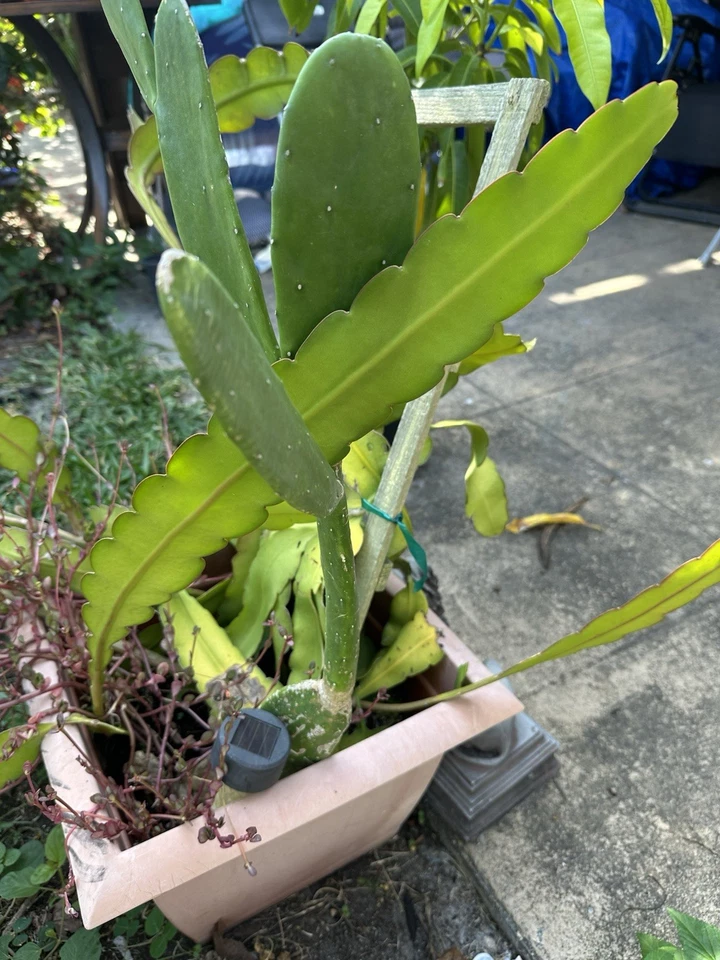 White Epiphyllum Hookeri Orchid Cactus Cuttings – Mature Fragrant Night Blooming Plant