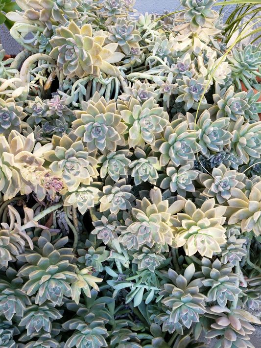 Graptopetalum Ghost Plant – 5 Fresh Cuttings + 10 Leaves, Live Succulent Starter Set, Easy Rooting Rosette Variety for Pots & Gardens