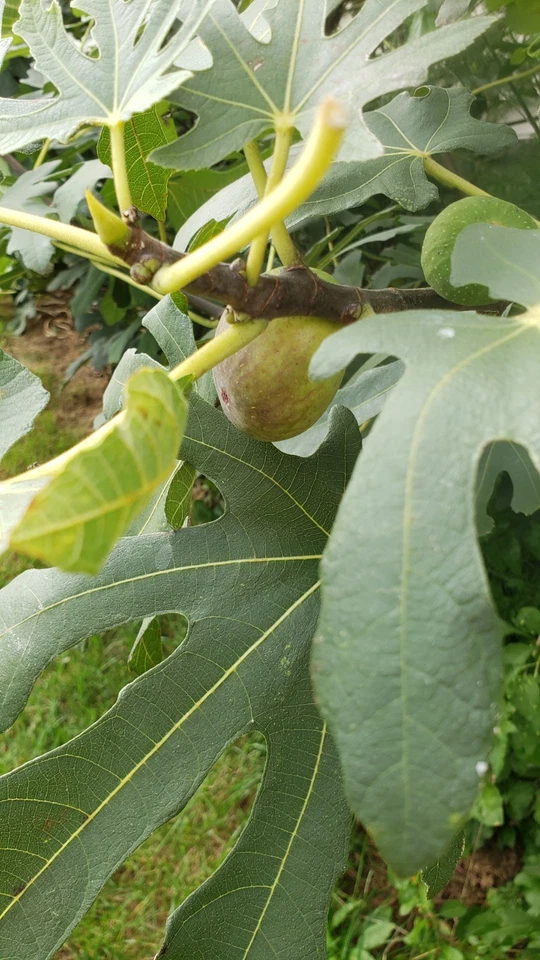 Fig Tree Cuttings – 5 Fresh Unrooted Ficus Carica Cuttings from 2 Varieties – Live Starter Wood for Rooting