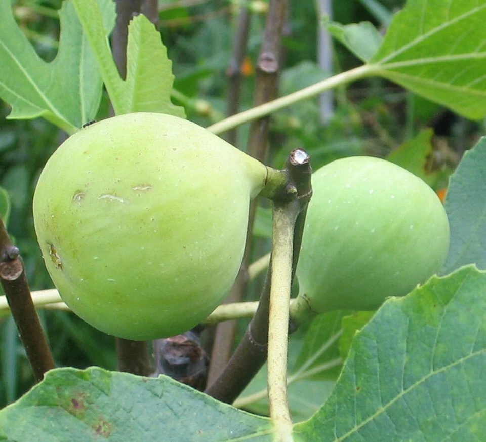 Conadria Fig Cuttings Ficus Carica 2 Rootable Cuttings With Willow Water Garden Starter