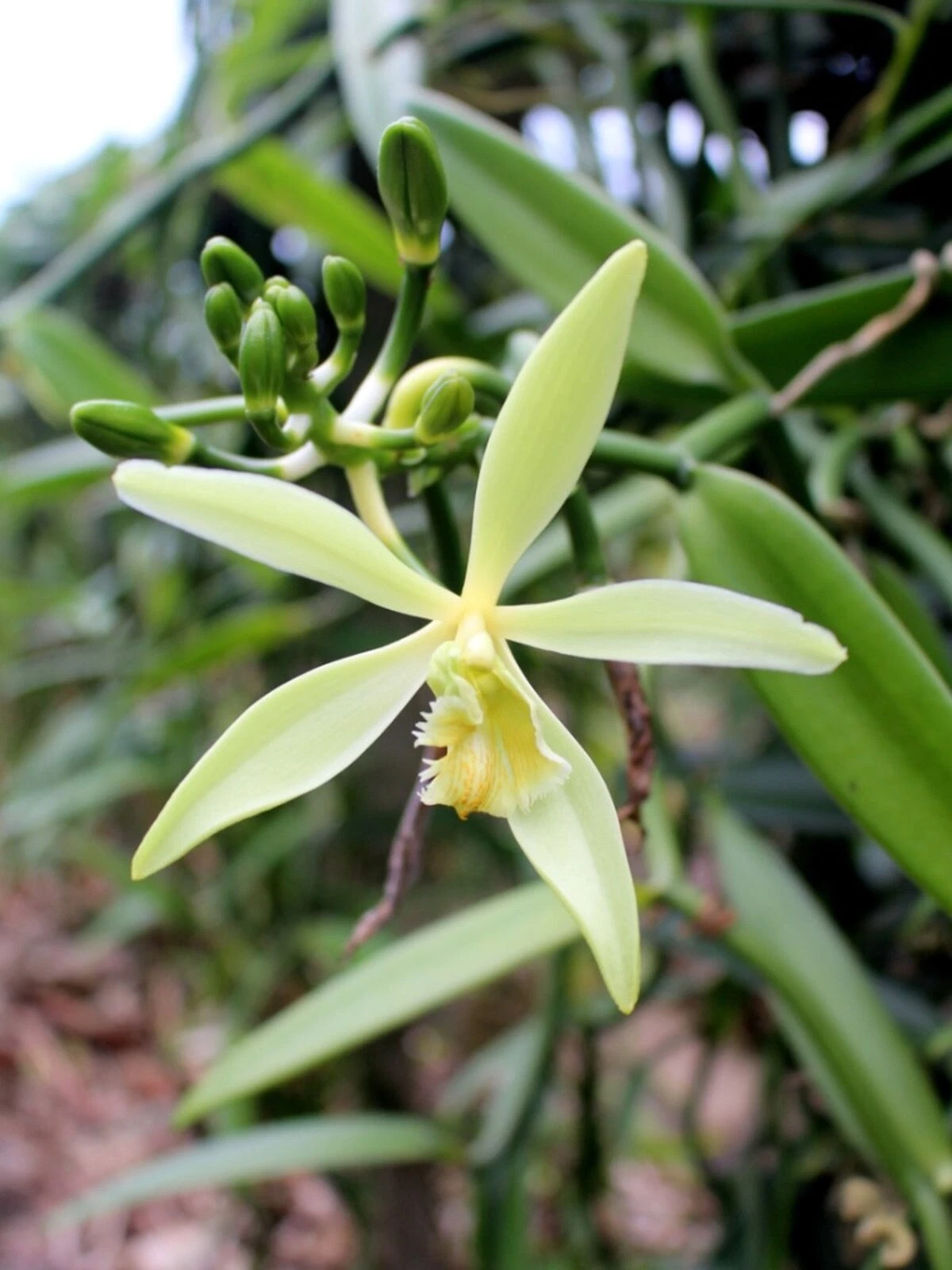Vanilla Orchid Live Starter Plant – Vanilla Planifolia Vine, Tropical Climbing Orchid for Home Growing