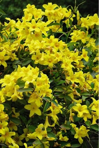 Yellow Crossvine Rooted Starter Plant – Bignonia capreolata Climbing Vine for Trellis and Garden Growing