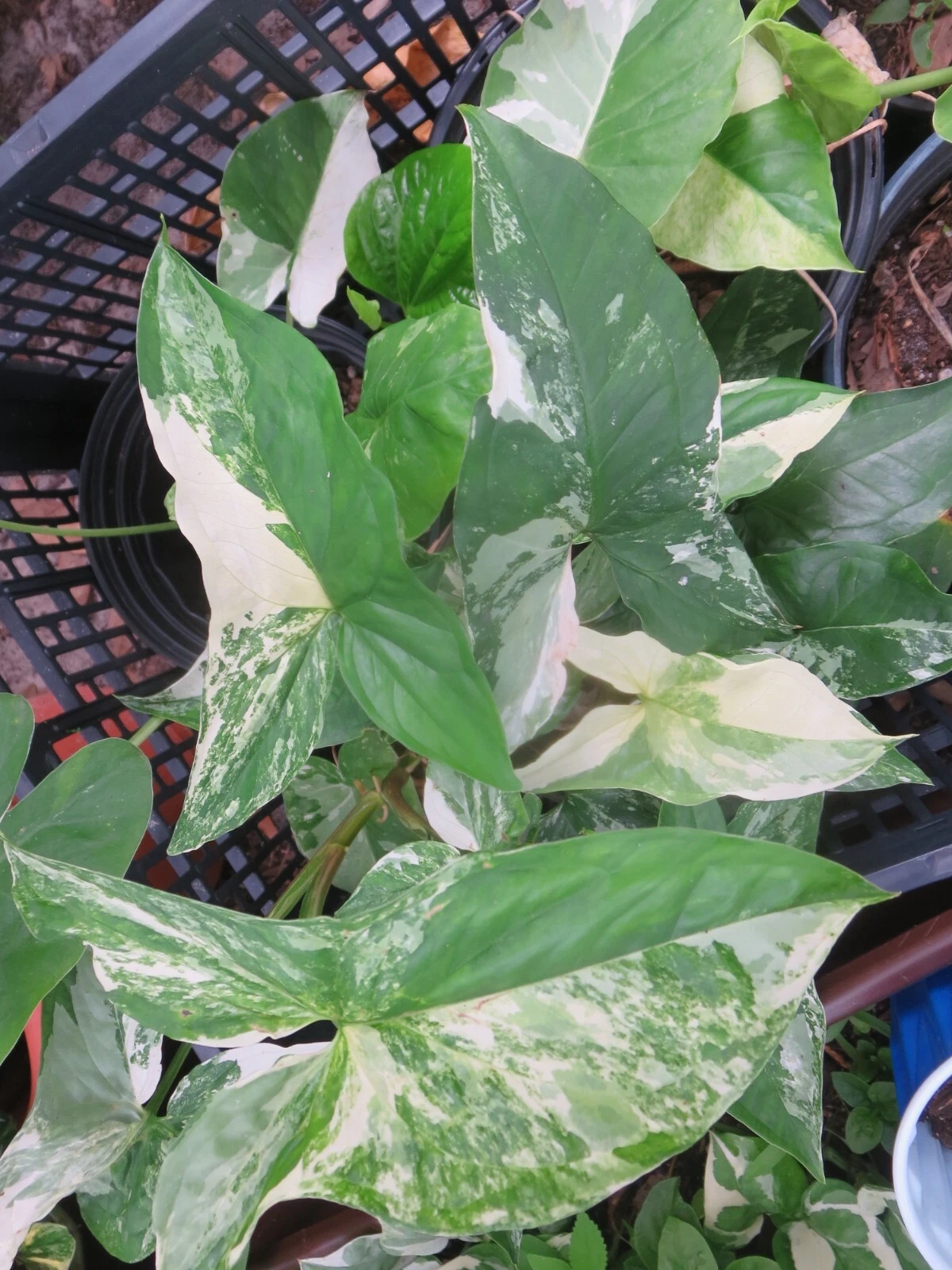 Variegated Syngonium Albo Cuttings – 2 Live Unrooted Syngonium Podophyllum Albo Houseplant Cuttings