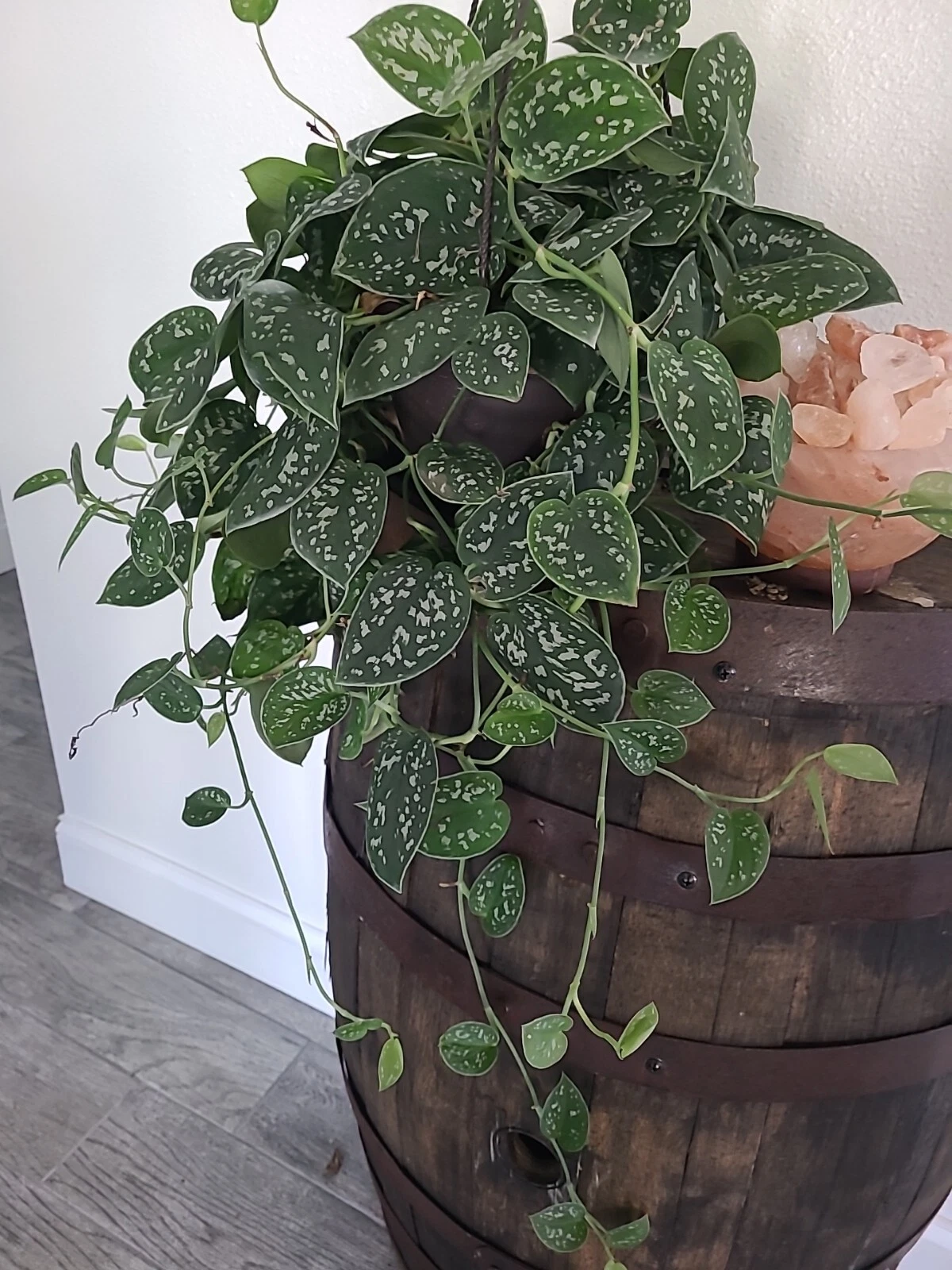 Silver Satin Pothos Cutting – 3 Node Fresh Scindapsus Pictus Cutting, Trailing Houseplant for Propagation