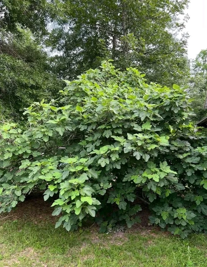 LSU Champagne Fig Cutting Cold Hardy Variety, Fresh Fig Tree Cutting for Rooting and Home Orchard Growing