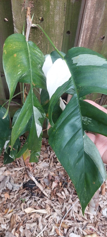 Epipremnum Pinnatum Variegated Cutting Marble Foliage with Node, Tropical Indoor Houseplant for Propagation