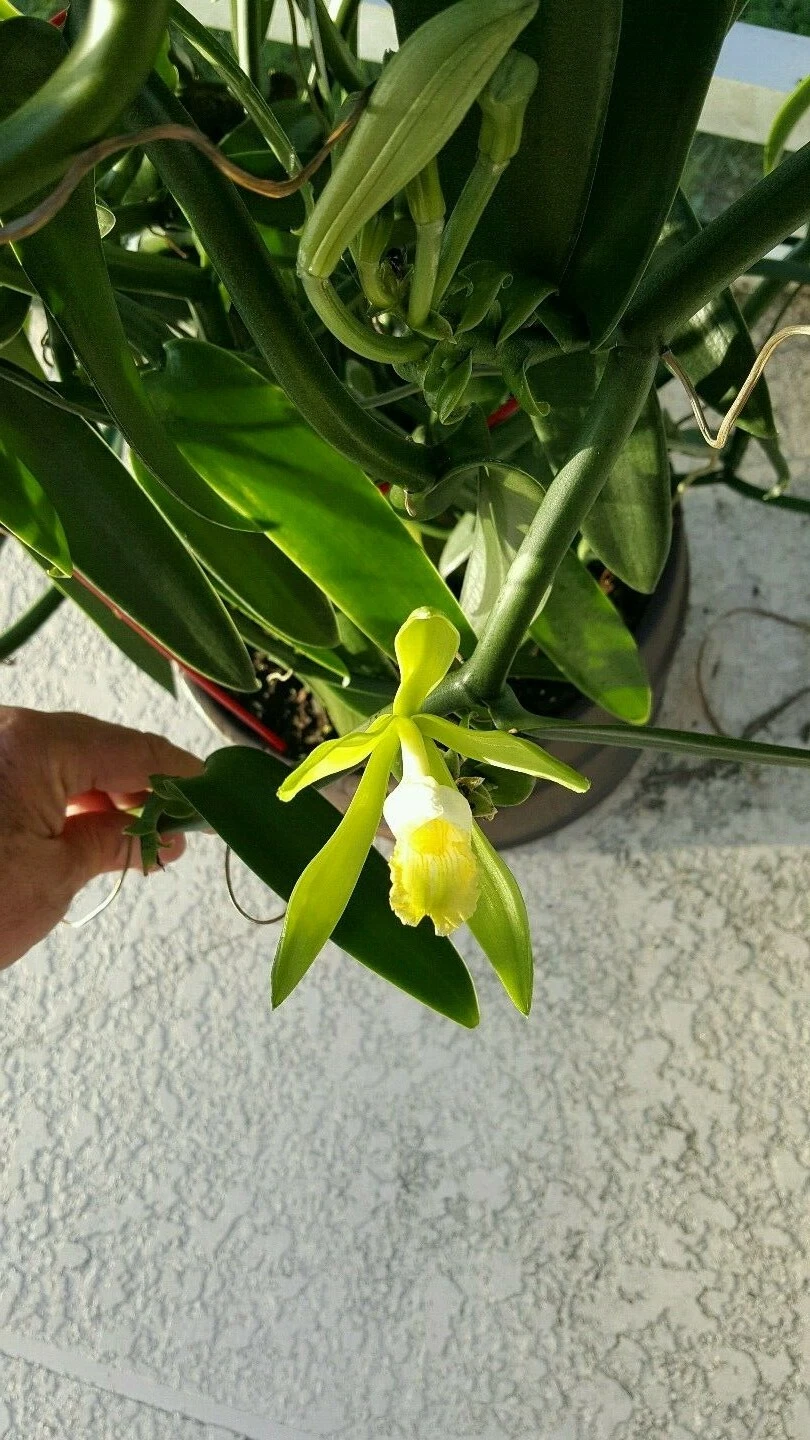 Vanilla Bean Orchid Unrooted Cutting – Vanilla planifolia 12 Inch Live Orchid Vine Cutting for Propagation