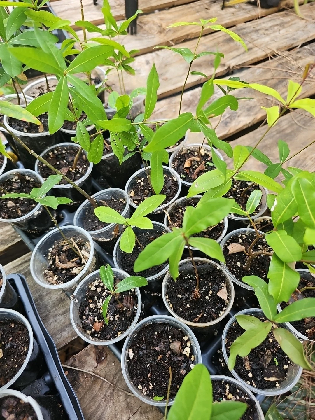 Live Oak Tree Rooted Plant – Quercus Virginiana Evergreen Sapling 6–10 Inches, Southern Landscape Tree