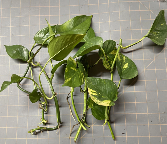 Golden Pothos Rooted Cuttings Set of 5 Live Epipremnum Aureum Houseplant for Indoor Growing