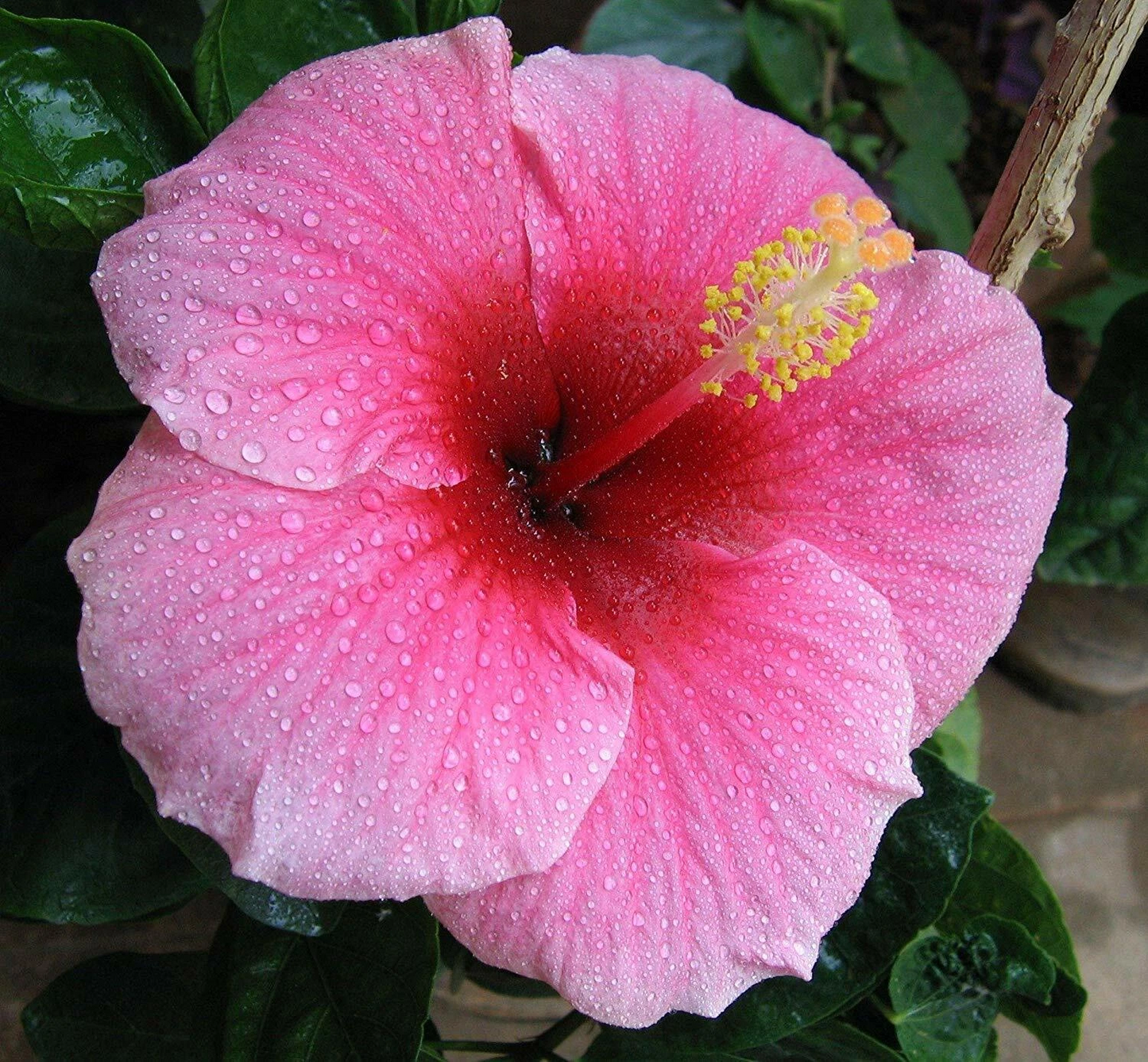 Hawaiian Pink Hibiscus Cutting – 1 Live Hibiscus Rosa-Sinensis Cutting 2–4 Inches Long for Planting