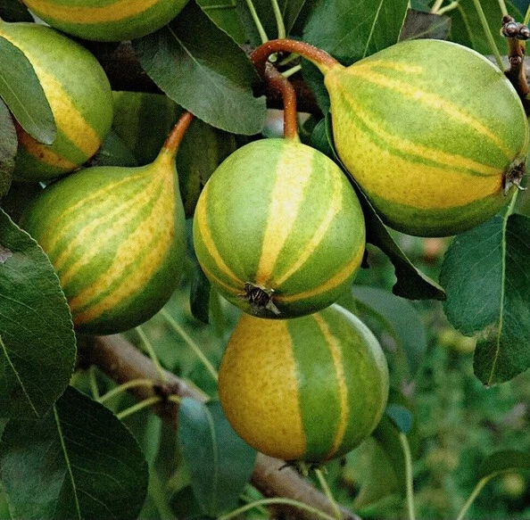Schweizer Hosen Pear Cuttings – 3 Live Pyrus Communis Cuttings for Grafting or Rooting, Fruit Tree Propagation