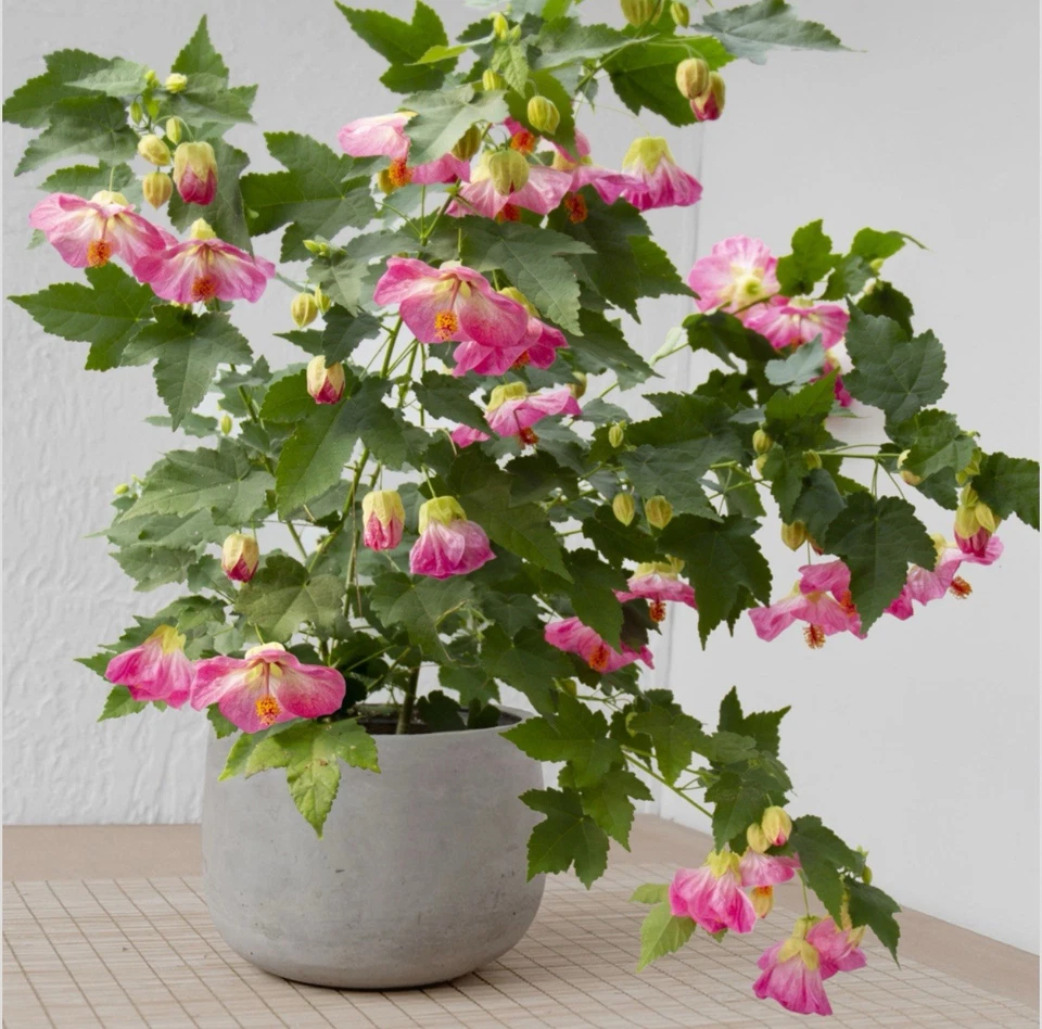 Pink Abutilon Flowering Maple Small Rooted Starter Plant – Live Ornamental Shrub for Garden or Containers