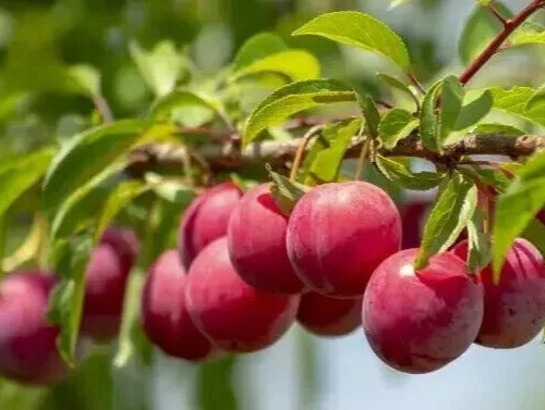 Plum Fruit Tree Unrooted Cuttings – 3 Live Fresh Plum Stems, Prunus Variety for Home Garden Propagation