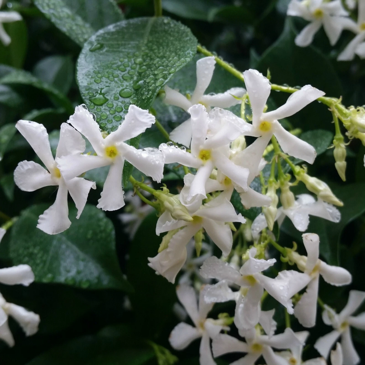 Confederate Star Jasmine Starter Plant – Rooted Trachelospermum Jasminoides Vine for Garden or Container Growing