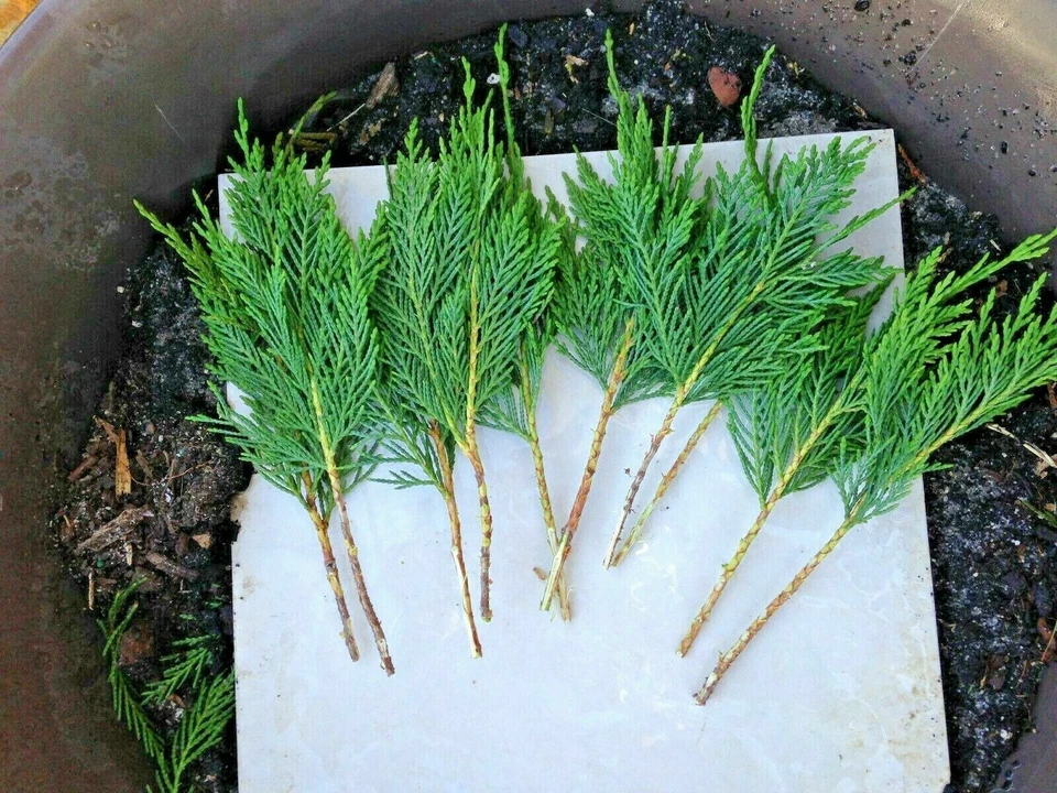 Leyland Cypress Tree Cuttings – × Cuprocyparis leylandii, 15 Fresh Unrooted Cuttings 6–7 Inches Long