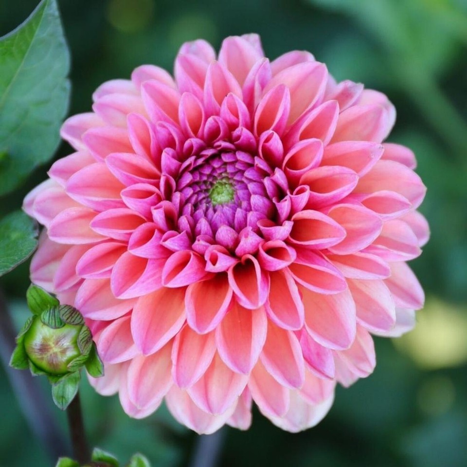 25 Seeds Daisy Duke Dahlia Flower Perennial Bloom