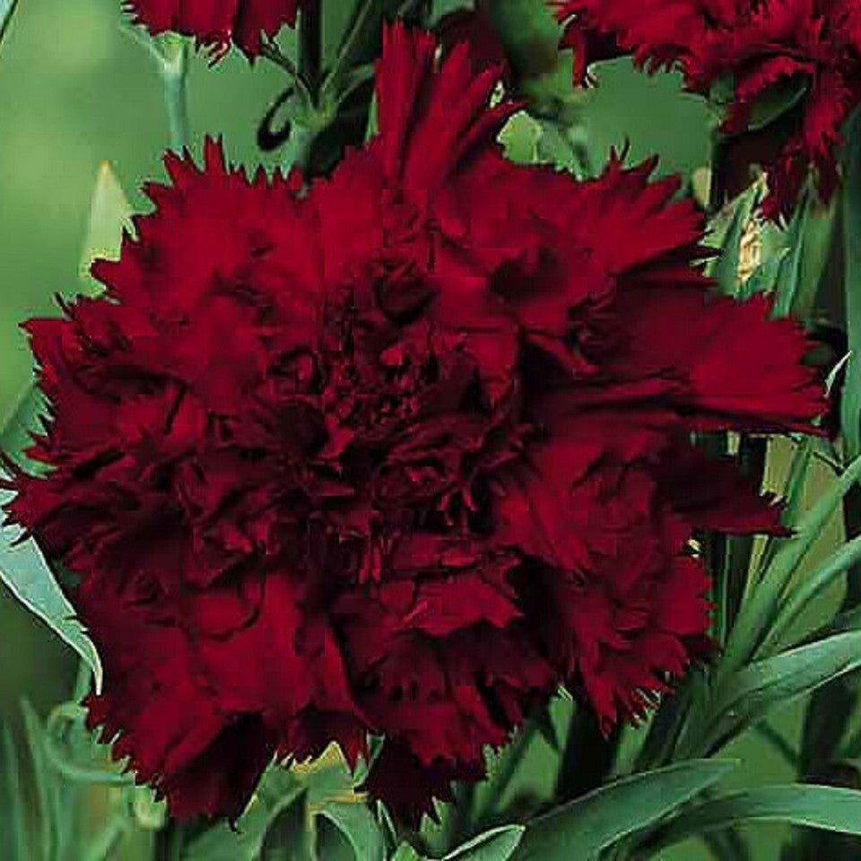 100 Seeds Black King Carnation Dianthus Flower Perennial