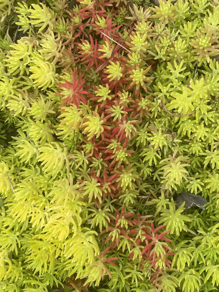 Sedum Angelina Succulent Cuttings Set of 9 Live Bareroot Hardy Stonecrop Starters
