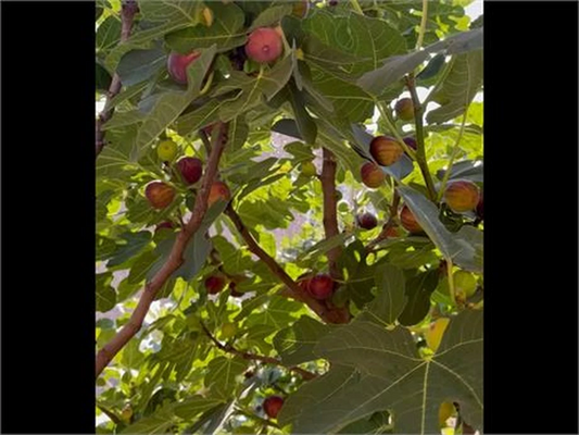 Hardy Chicago Fig Cuttings – Bulk Lot of 20 Ficus carica Unrooted Cuttings for Propagation