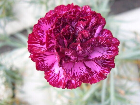 100 Seeds Blackberry Ice Carnation Dianthus Perennial