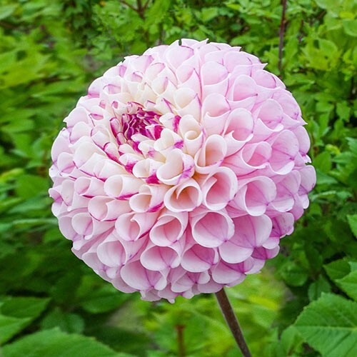 25 Chimacum Dahlia Seeds Perennial Flower Garden Bloom