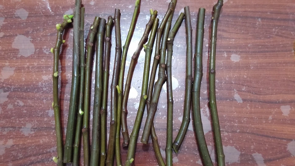 Conadria Fig Cuttings Ficus Carica 2 Rootable Cuttings With Willow Water Garden Starter